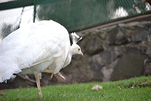 pavo real blanco hembra