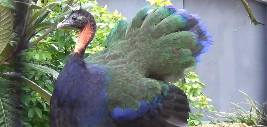 pollo del congo