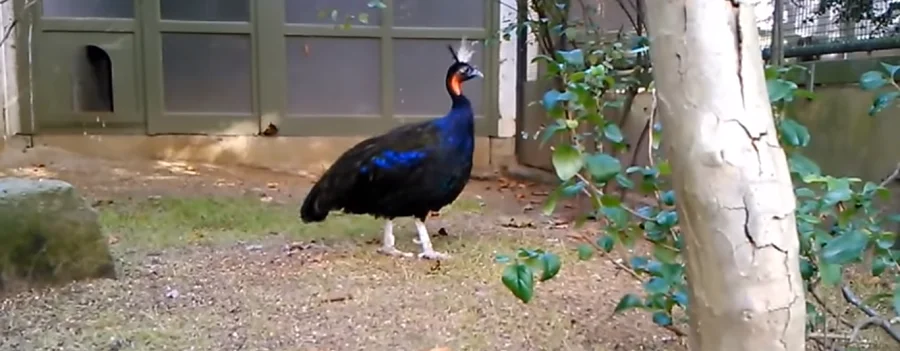 pava real del congo