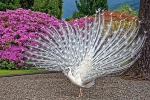 pavorreales blancos