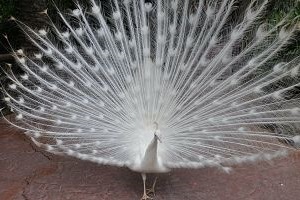 plumas de pavo real blanco
