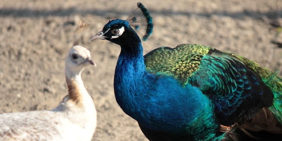 Posibles enfermedades de los pavos reales