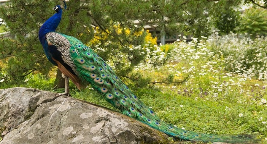 soluciones para las enfermedades de los pavos reales
