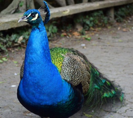 pavorreal azul