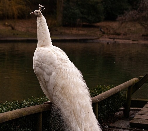 pavo real blanco vs opalo