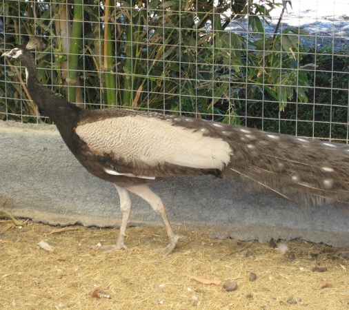 pavorreal carbon