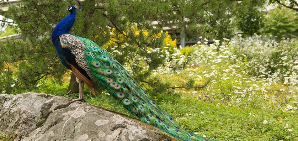 entorno pavo real
