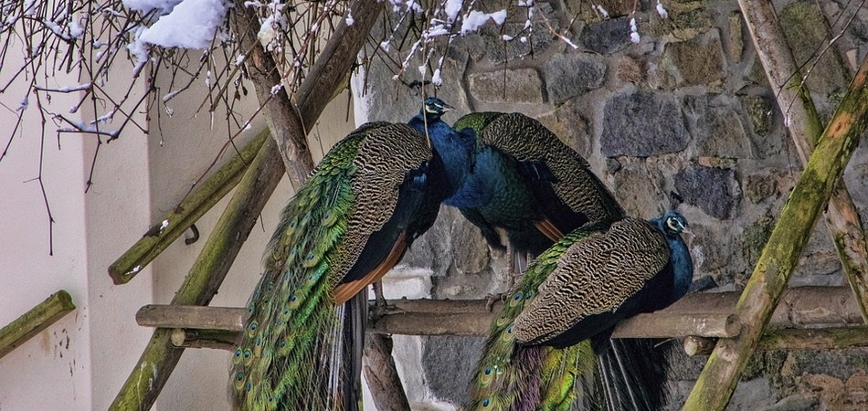 pavos reales en invierno