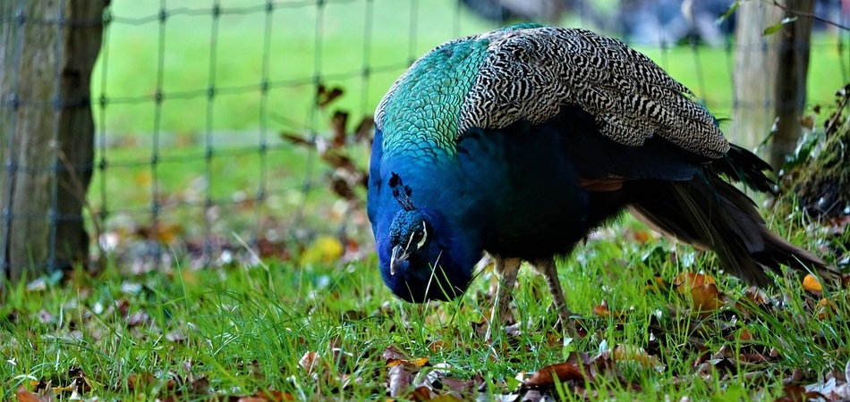 frio de los pavos reales