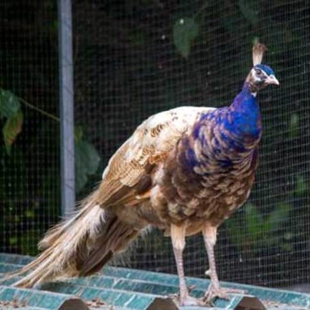 pavoreal purpura