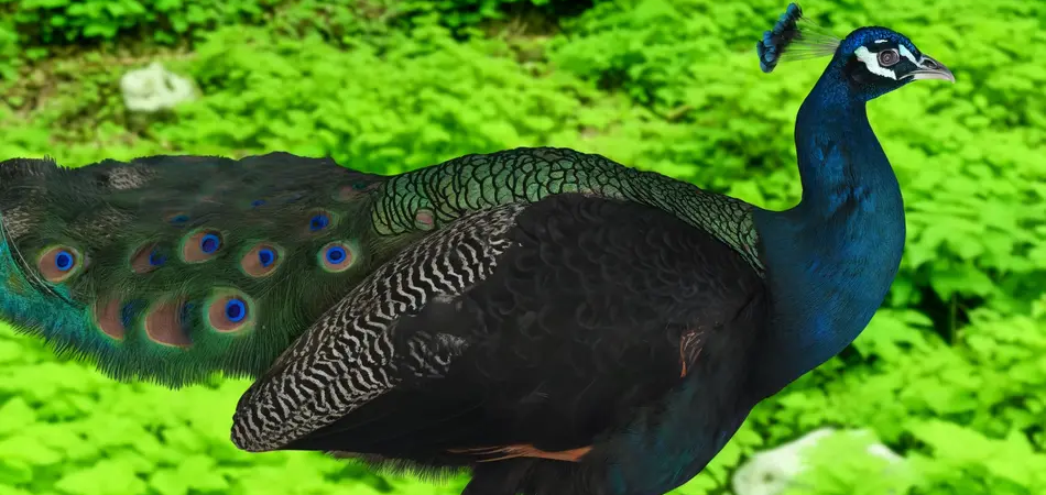pavoreal negro