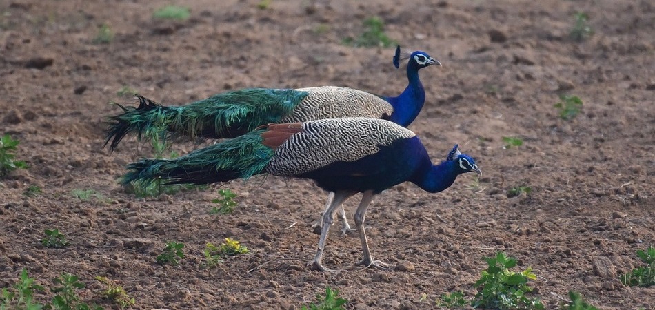 recinto pavos reales