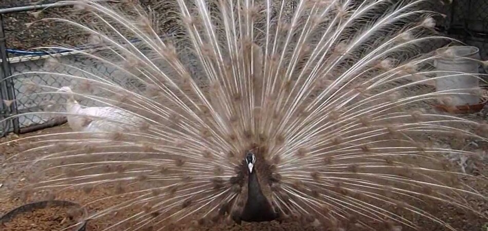 plumas pavo real cameo