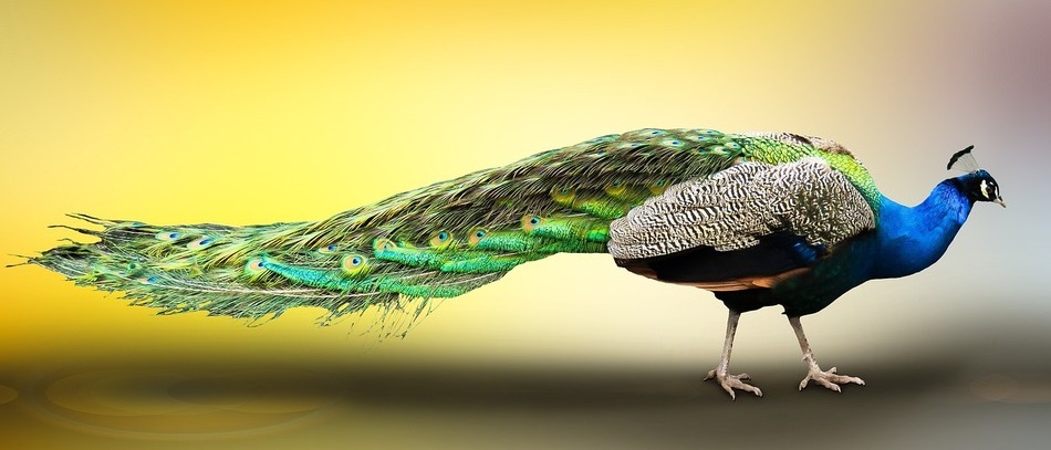 pavo real comun