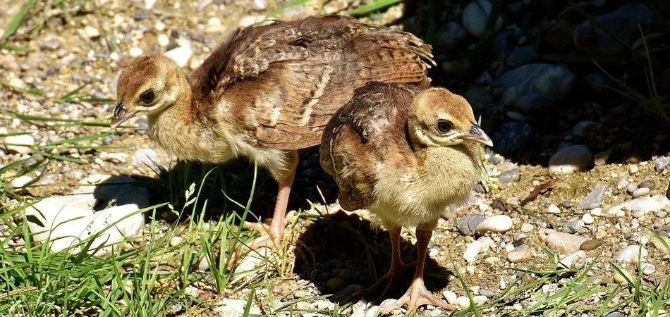 criar bebe pavo real