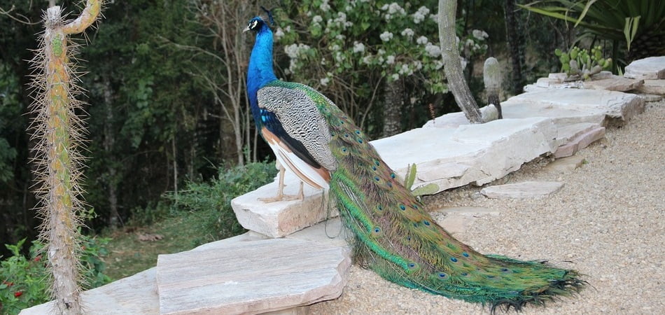 conservacion pavo real