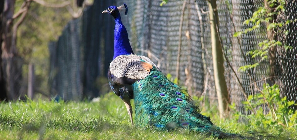 pavo real cautiverio