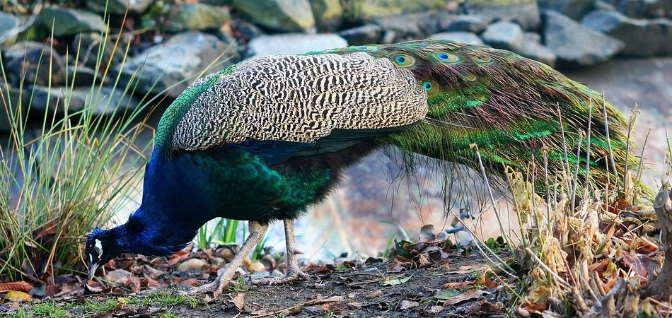pavo real comiendo