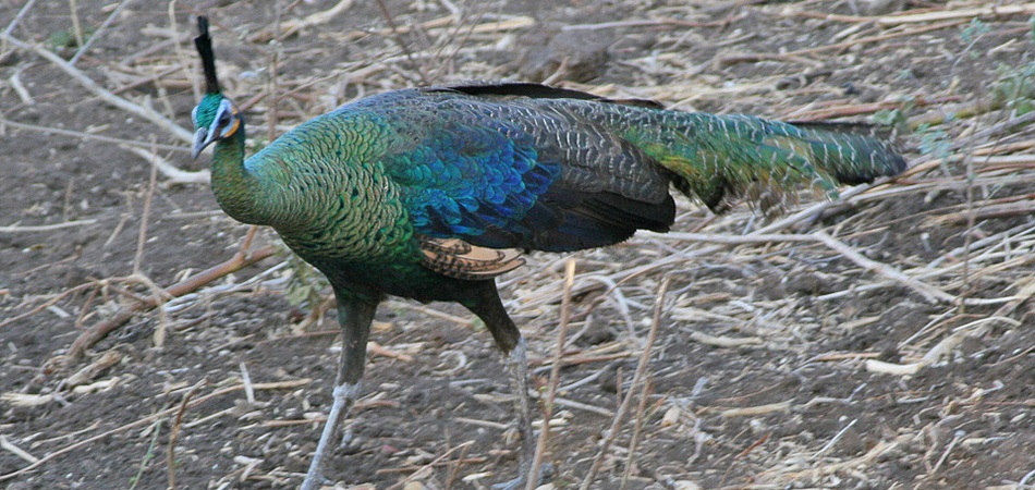 deforestacion pavo real verde
