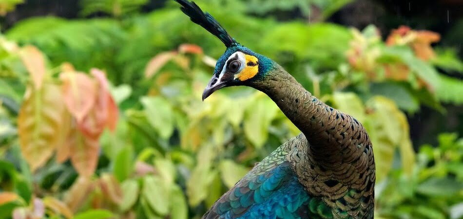 Pavo muticus en extincion