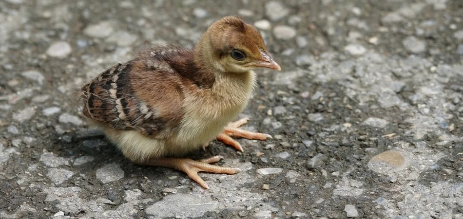 pollito pavo real