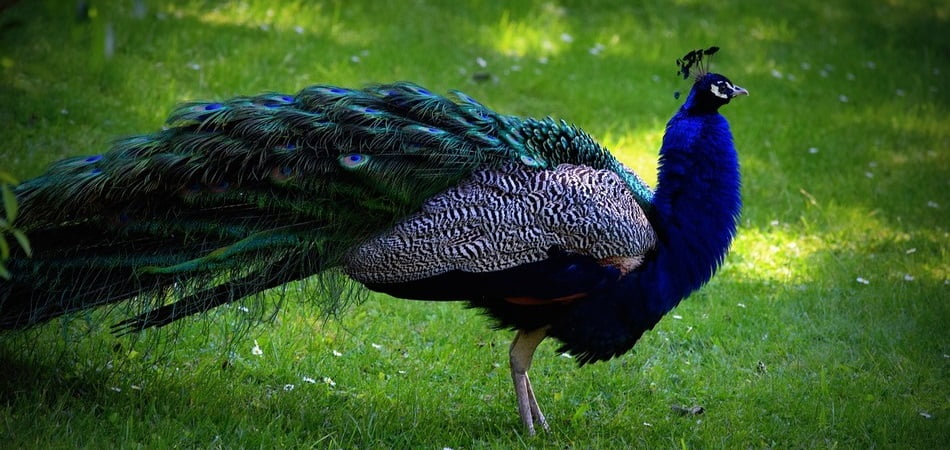 pavo real no extinto