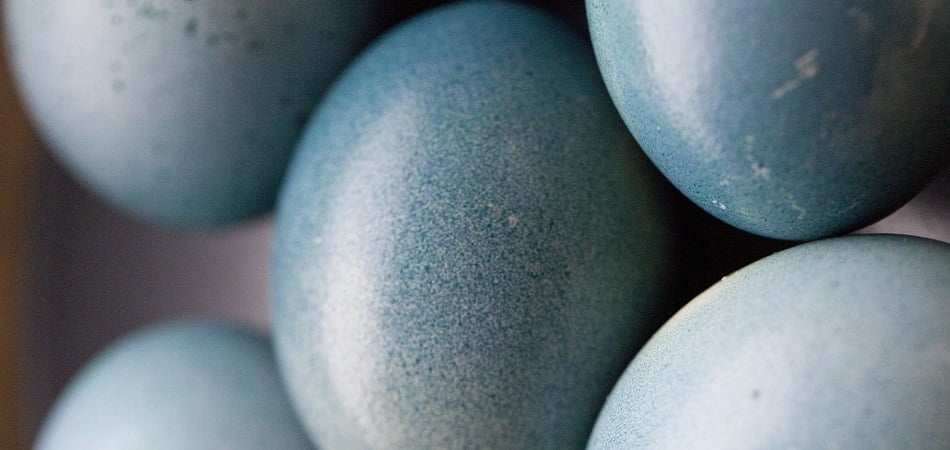 huevos