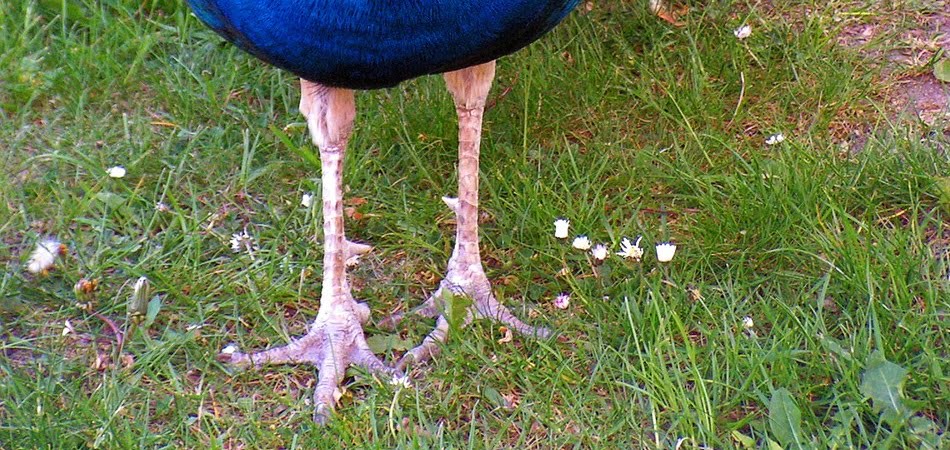 patas de pavo real