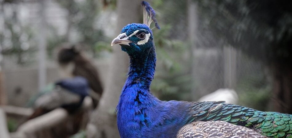 pavo real Marek’s Disease