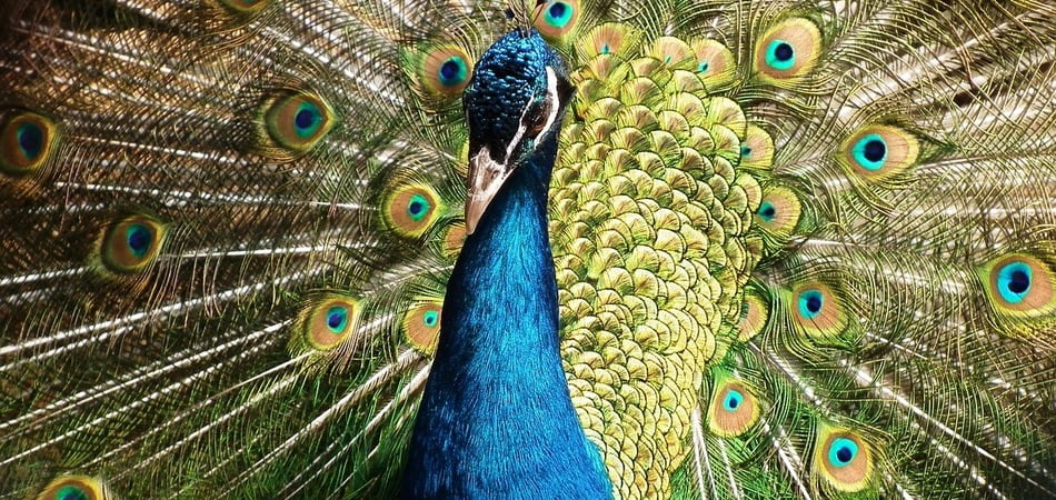 portada pavo
